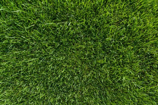 Abstract texture background, natural bright green grass, close-up lawn carpet top view