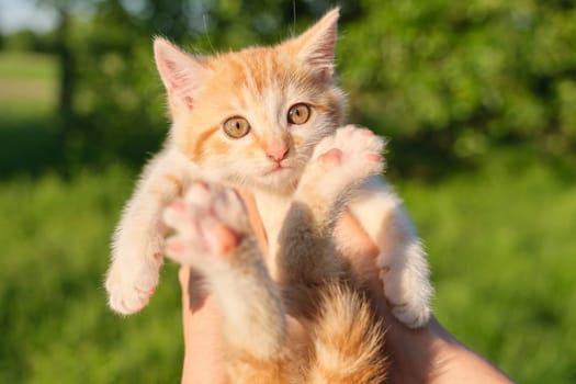 Funny pretty red kitten looking at the camera, background nature sky garden.