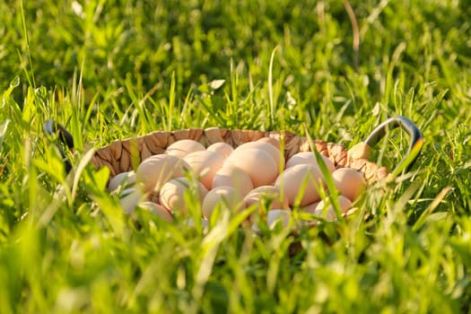 Farm fresh chicken eggs in basket on the grass in nature, healthy natural food.