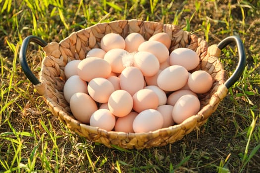 Farm fresh chicken eggs in basket on the grass in nature, healthy natural food.