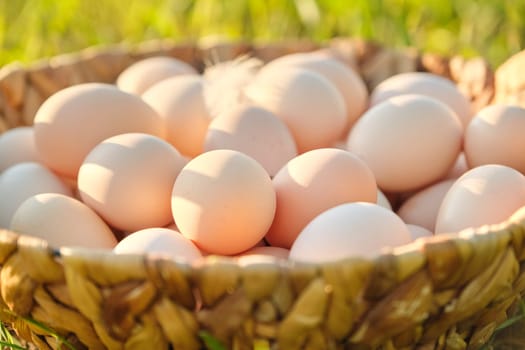 Farm fresh chicken eggs in basket on the grass in nature, healthy natural food.