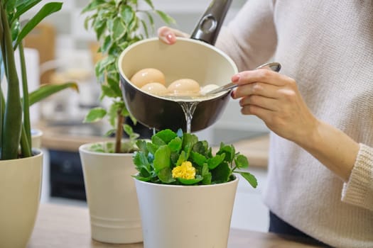Natural fertilizer water after boiling eggs, woman watering plant in pot.