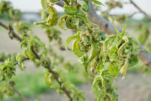 Peach tree affected by fungal diseases, spring season in the garden.