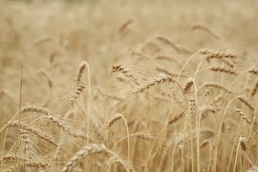 Field of golden yellow ripe wheat close up, background texture. On the spikelets shiny raindrops