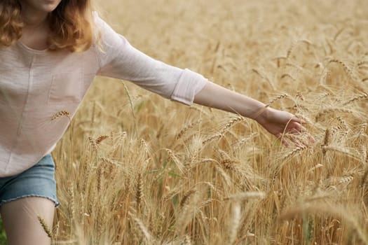 Closeup of hand girl touching yellow spikelets of wheat in field, golden hour, wheat with droplets of rainwater