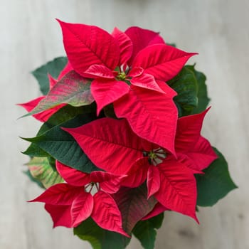 Christmas symbol red poinsettia christmas flower in flowerpot, top view