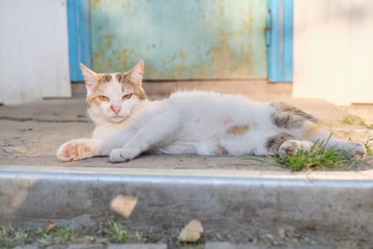 Funny rural cat lying near the door, outdoor sunset, cat feeding mother.