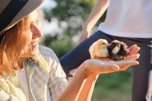 Outdoor mature woman farmer holding in hands two small newborn baby chickens, country rustic style, golden hour