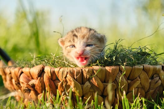 Closeup of little newborn kitten in basket on the grass in garden, green sunny grass background, golden hour