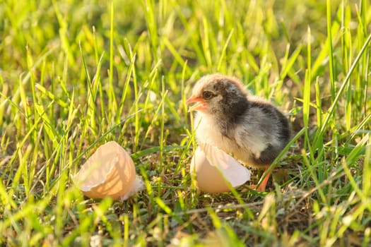 Newborn chicken with eggshell, green grass background in sunlight.