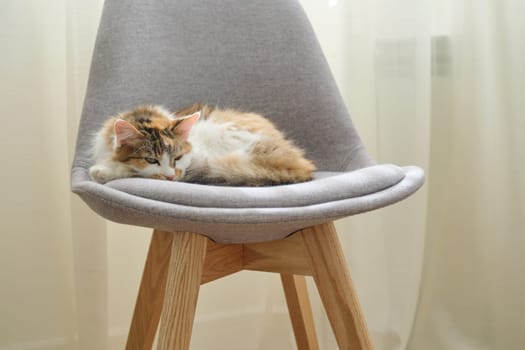 Domestic tricolor cat sleeping in chair near the window in room.