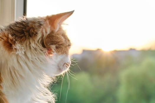 Domestic tricolor cat sitting on windowsill looking at open window, sunset, golden hour.