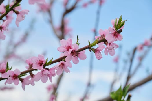 Hello spring, tree, branch of pink peach blossoms, blue sky background