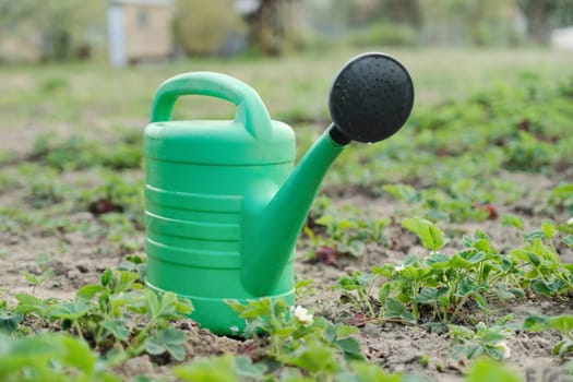 Garden watering can close up, background of young spring strawberry bushes growing in garden. Spring work