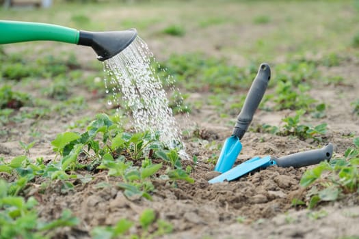 Garden watering can close up watering strawberries, with hand tools for cultivating the soil. Spring work