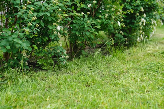 Freshly cut spring lawn and flowering bushes Spiraea, spring abstract background photo.