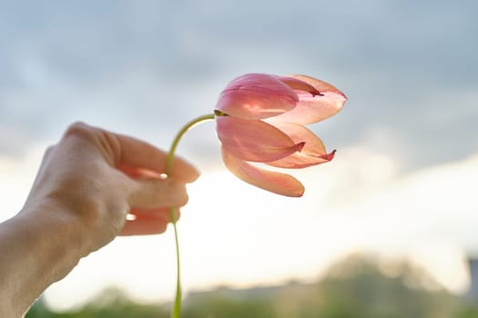 Single flower in female hand. Beautiful tulip, dramatic sky background with clouds, evening sunset.