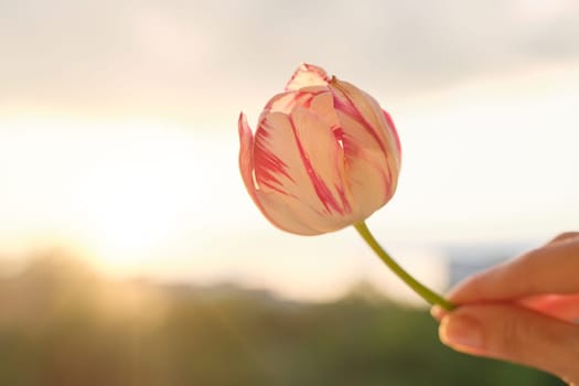 Single flower in female hand. Beautiful tulip, sky background with clouds, evening sunset.