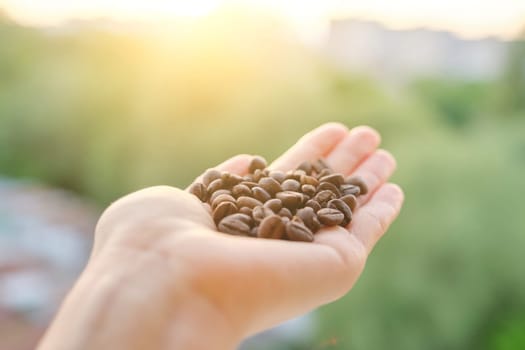 Coffee beans in hand, evening sunset sky background.
