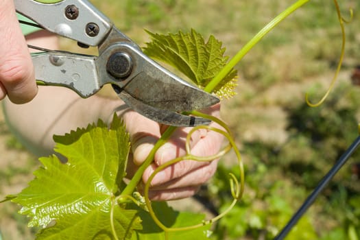 Spring garden, care, pruning. Male hands with pruner trimming grapevine at spring garden is working with bush of grapes.