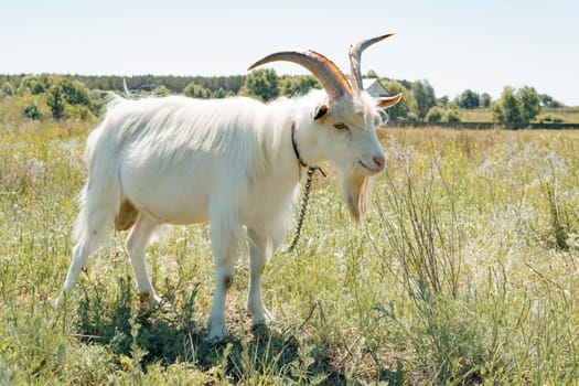 White domestic goat standing on green rural lawn on sunny summer day.