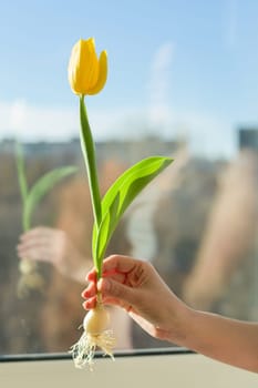 One flower yellow tulip in female hand background blue sky and sunset, spring holiday season.