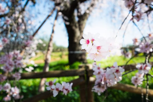 The Famous Royal Almond Tree of Valverde de Leganés, in Badajoz, Extremadura, Spain