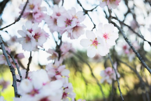 The Famous Royal Almond Tree of Valverde de Leganés, in Badajoz, Extremadura, Spain