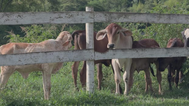Calves graze in a green Brazilian pasture behind a fence.