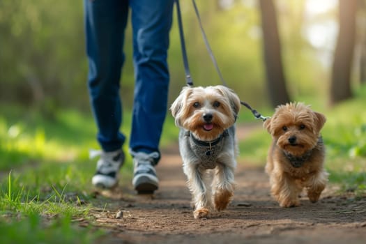 Close up shot of two dogs on leashes walking with owner.