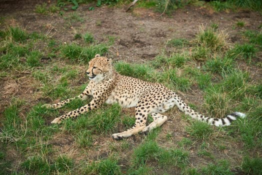 Majestic Predator Leopard Resting in the Wild. Graceful Leopard Relaxing Amidst Nature's Beauty. Predator's Pause Defined: Leopard Rests, Embraced by the Wilderness. Serenity in the Savanna Explored: Leopard Lounging in the Natural Habitat. Nature's Majesty Revealed: Leopard Takes a Tranquil Moment in the Wilderness. Leopard's Respite: Majestic Predator Resting in the Wild. Graceful Leopard Relaxing Amidst Nature's Beauty. Predator's Pause: Leopard Rests, Embraced by the Wilderness in the Savanna. Leopard Lounging in the Natural Habitat. Leopard Takes a Tranquil Moment in the Wilderness.