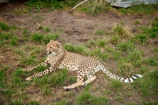 The leopard is lying and resting on the ground. Restful Leopard Lounging. Leopard's Respite: Majestic Predator Resting in the Wild. Graceful Leopard Relaxing Amidst Nature's Beauty. Predator's Pause: Leopard Rests, Embraced by the Wilderness in the Savanna. Leopard Lounging in the Natural Habitat. Leopard Takes a Tranquil Moment in the Wilderness.