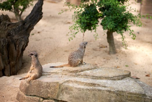 Wild Meerkats: Untamed Wonders of Nature. Savanna Tales: Adventures with Free-Spirited Meerkats. Desert Watchers: Meerkats in Their Natural Wilderness. African Odyssey: The Life and Times of Wild Meerkats. Nature's Choreography: Meerkats' Dance in the Untamed