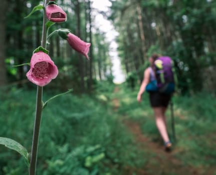 A Woman Hiking A Forest Trail WIth A Foxglove Flower In The Foreground