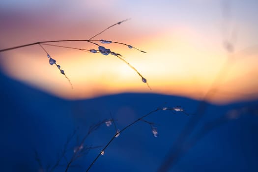 Frozen Water Droplets On Grass In A Snowy Landscape At Sunset