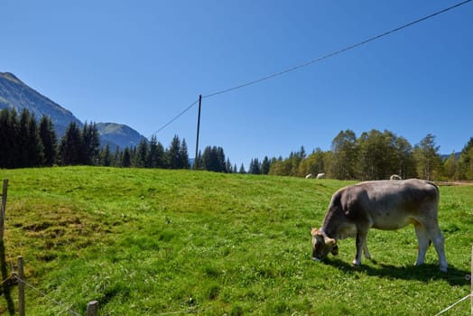 Alpine Symphony Unveiled: Cows Grazing in the Pristine Heart of Mountain Meadows. Idyllic beauty of alpine nature, with a cow grazing on the lush mountain meadows, surrounded by the majestic peaks of the Alps. The pristine blue sky, the verdant pastures on the mountain slopes, and the evergreen forests contribute to the serene and unspoiled natural environment, reflecting the harmony of the alpine ecosystem and the importance of ecological preservation.