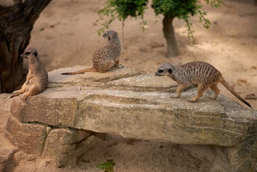 Wild Meerkats: Untamed Wonders of Nature. Savanna Tales: Adventures with Free-Spirited Meerkats. Desert Watchers: Meerkats in Their Natural Wilderness. African Odyssey: The Life and Times of Wild Meerkats. Nature's Choreography: Meerkats' Dance in the Untamed