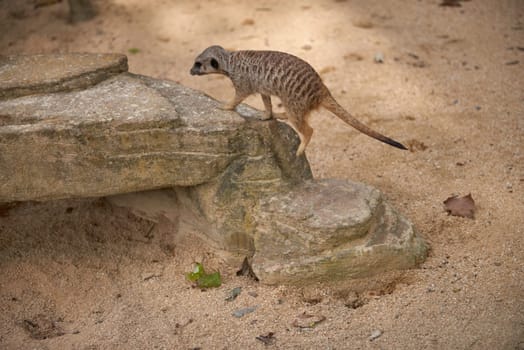 Wild Meerkats: Untamed Wonders of Nature. Savanna Tales: Adventures with Free-Spirited Meerkats. Desert Watchers: Meerkats in Their Natural Wilderness. African Odyssey: The Life and Times of Wild Meerkats. Nature's Choreography: Meerkats' Dance in the Untamed