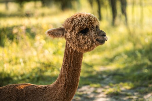Cute brown baby alpaca standing for side neck portrait on summer green grass of farm