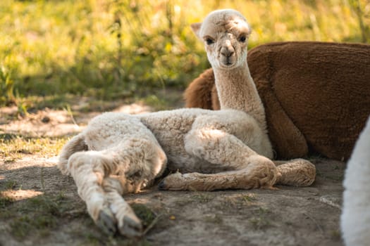 Cute baby friendly alpaca with smile, funny small animal lying on green grass