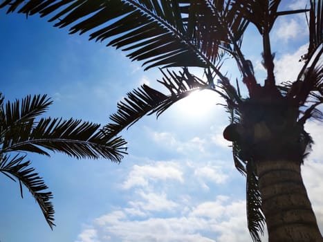Washingtonia palms against a sunny sky, bottom view.