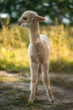 Cute baby white alpaca standing on green grass of spring or summer farm, agro and eco tourism