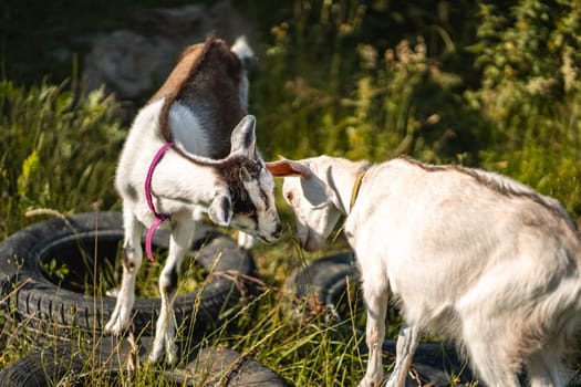 Two goats butting, white young animals playing together in green grass of farm yard