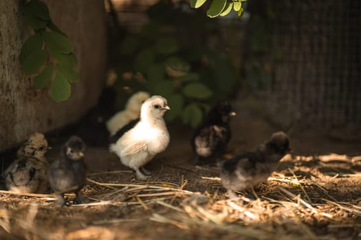 Cute white and black baby chickens on eco poultry farm, looking for food