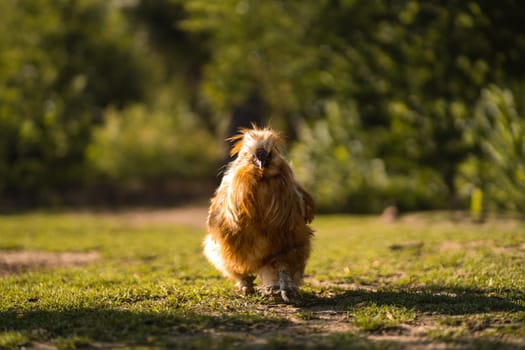 Cute chicken walking on green summer meadow on eco organic poultry farm, farmyard scene