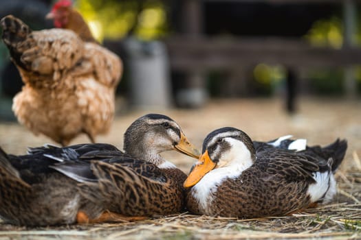 Two ducks sitting in yard of eco organic poultry farm, countryside scene
