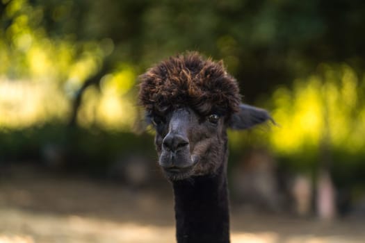 Black cria alpaca face and neck portrait, young funny animal looking at camera in summer landscape
