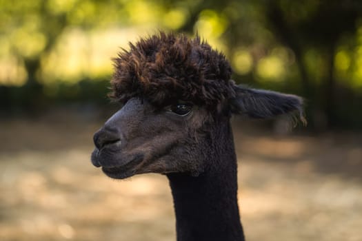 Cute black alpaca neck portrait in summer nature, fluffy funny animal looking