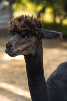 Black alpaca in cute funny portrait on green meadow of summer livestock farm