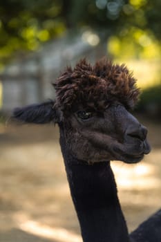 Black alpaca head portrait, animal with fluffy friendly face looking at camera